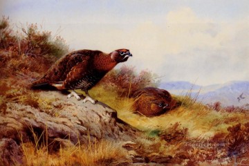  paja Lienzo - Urogallo Rojo En El Moro Archibald Thorburn bird